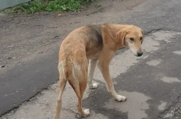Найдена дружелюбная собака в деревне Коровино, Чеховский р-н, МО