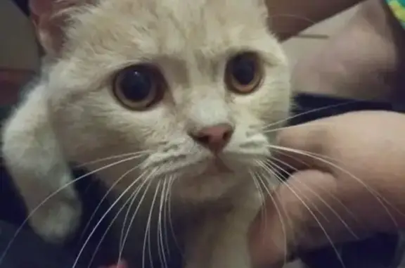 Найдена ласковая кошка в Новосибирске.
