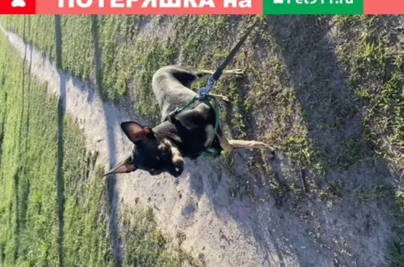 Собака Мальчик найдена на Дунайском пр-те в СПб