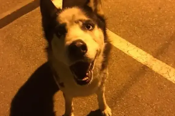Собака Хаски найдена в станице Елизаветинская, Краснодарский край