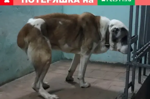 Собака Кабель найдена на ул. Радужной, 6к1.