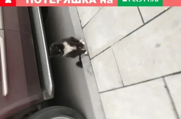 Найдена домашняя кошка на Корабельной улице, д.11, Нагатинский затон, Москва
