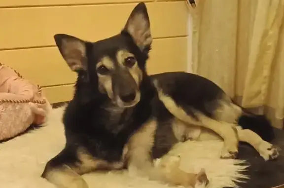 Пропала собака Метис в Ленинградской области