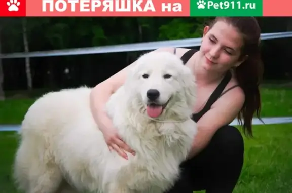 Пропала собака Оливия в Одинцовском округе