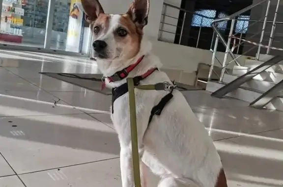 Пропала собака Девочка Шани в Таганском районе Москвы