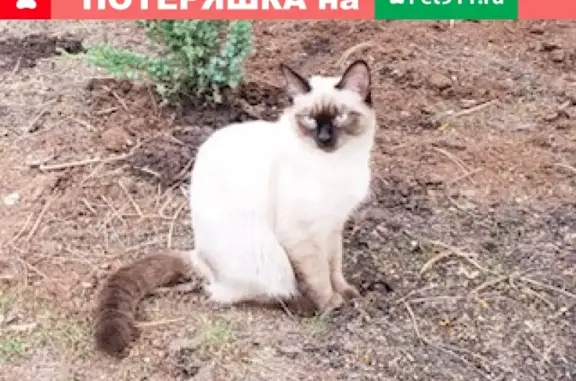 Пропал котик породы Сеамский, адрес: деревня Сколково, ул. Новая, 44.