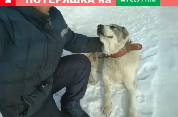 Потерянные животные Сургут, фото: Пропала собака в Сургуте: два алабая с кооператива снт ветеран.