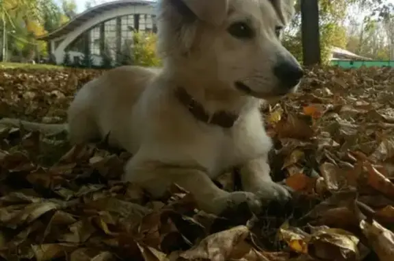 Собаки потеряшки, Новокузнецк, фото: Потеряшка пес 