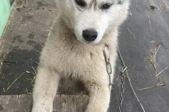 Найдена охотничья породистая собака в Пензенской области