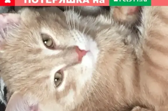 Объявления о пропавших и найденных животных, Ижевск, фото: Пропала кошка на Пушкинской, Ижевск, Россия, 130