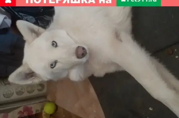 Пропала собака Хаски на Черниговской улице, Хабаровск, адрес: 34