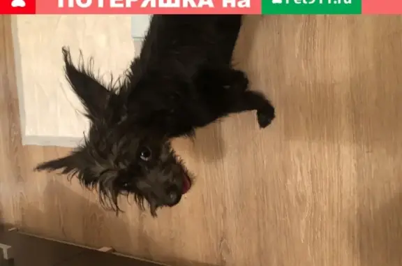 Собака Китайской хохлатой найдена в Волгограде