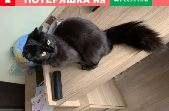 Пропала кошка в Московской обл., Раменский городской округ, помогите найти!