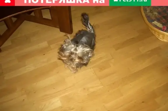 Собаки потеряшки, Анапа, фото: Потеряшка йоркширский терьер в Анапе, ул. Ленина, 175/10.