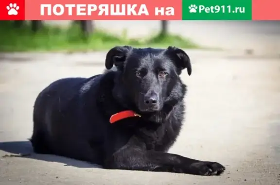 Пропала собака Джерри, адрес - Ивановское.