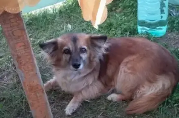 Собаки потеряшки, Чебоксарский муниципальный округ, фото: Потеряшка собака Кнопа, рыжая, 12лет, Мариинско-Посадский район, Чувашия.