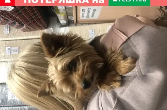 Найдена собака на улице Котовского