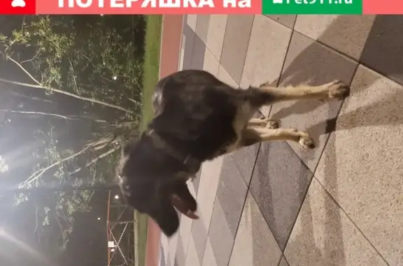 Найдена собака на Черкизовском пруду, ищем хозяина!