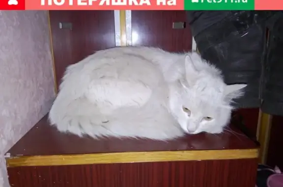 Найдена кошка с ошейником на пр. Космонавтов 52, СПб