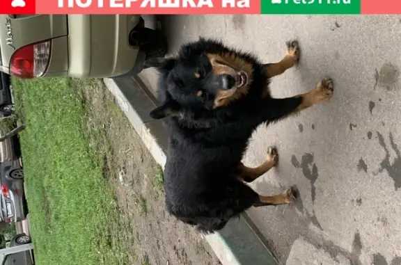 Найдена собака на Воронежской, голодная и напуганная.