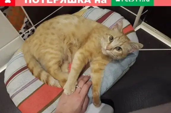 Рыжая кошка с приметами на ул. Переверткина, 10А