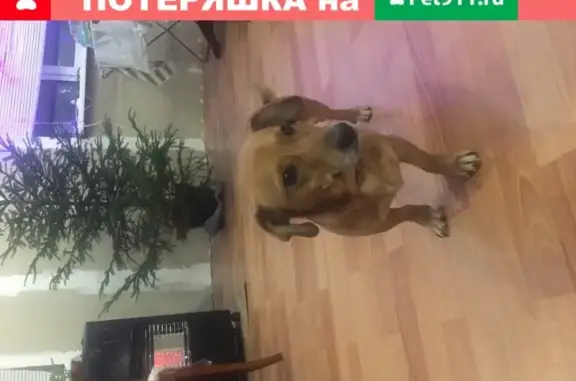 Пропала собака в Ульяновке с ярко-красной шлейкой