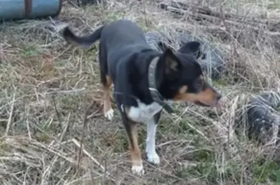 Собаки потеряшки, Москва, фото: Потеряшка собака Кабель в Новопетровском, Истринский р-н, МО