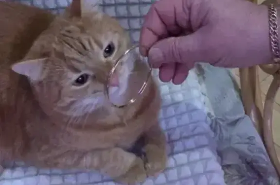 Кошки потеряшки, Санкт-Петербург, фото: Потеряшка кот Бегемот на ул. Озерковая, Петергоф (08.05.2020)