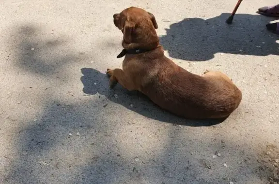 Найдена собака в Ростове-на-Дону, ул. Сарьяна 82