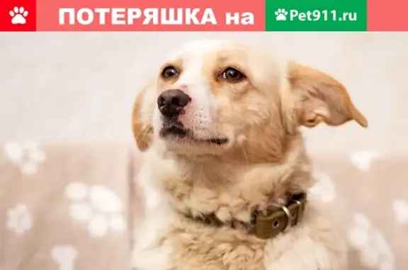 Пропала собака Маруся в Одинцово