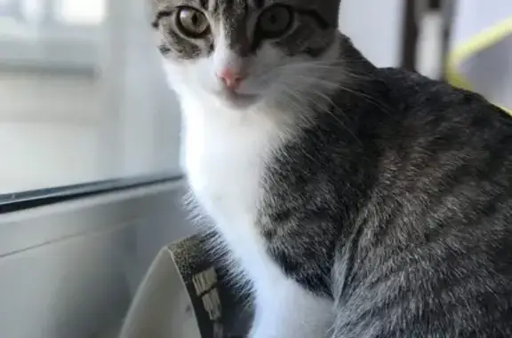 Потерянные животные Петрозаводск, фото: Пропал котёнок на Балтийской 35 в Петрозаводске