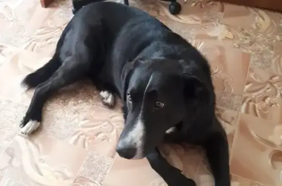 Собака Кобель найдена на улице Медиков, Москва