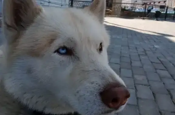 Пропала собака хаски на Граничной улице, Казань