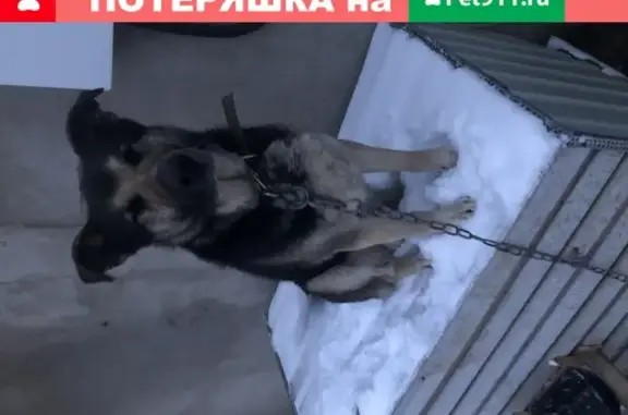 Пропала собака Кобель в Лесном (Московская обл.)