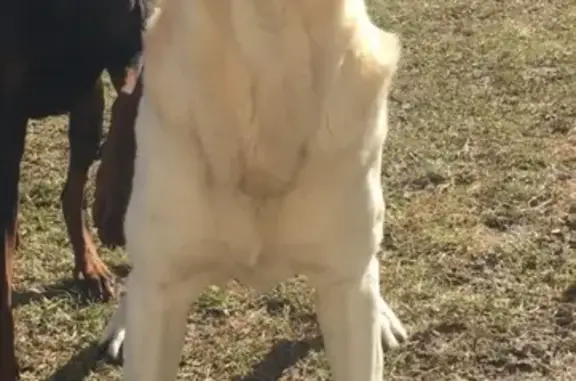 Пропала собака Лабрадор в СНТ Бор