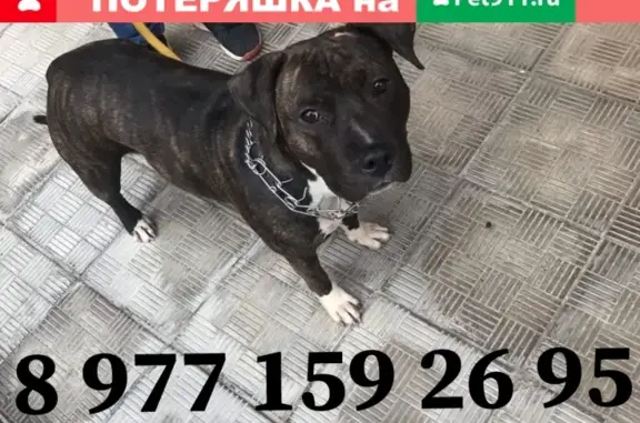 Пропала собака в Одинцово на улице Маковского, помогите найти!