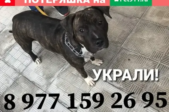 Пропала собака в Одинцово, Маковского 22, помогите найти!
