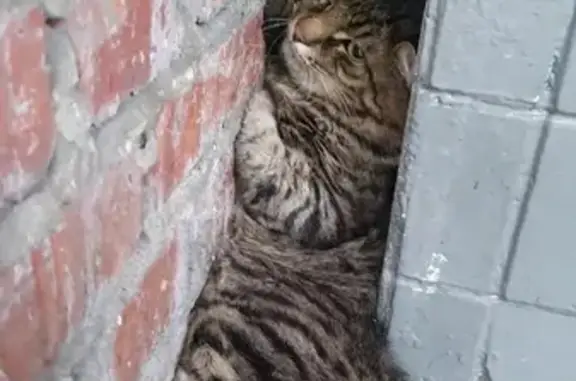 Найден полосатый кот на ул. Башиловская