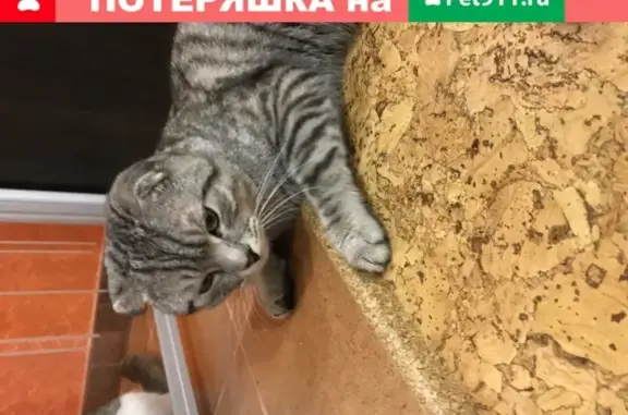 Найден домашний кот на Яснополянской улице