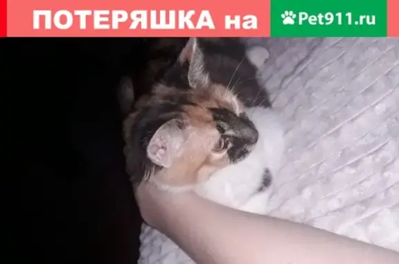 Пропала трёхцветная кошка в Ростове-на-Дону.