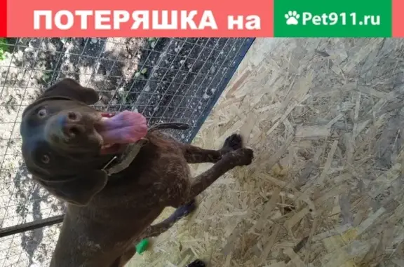 Умная и ухоженная собака в Белогорске, Крым