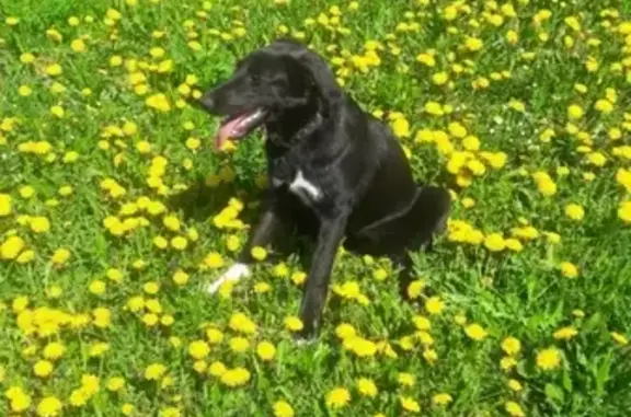 Пропала собака в Раменском районе, ищем девочку черного окраса