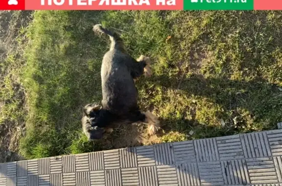 Пропала собака в Корытово