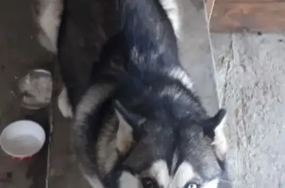 Пропала собака Хаски на Пухляковской, Армянская, СЖМ (Россия)