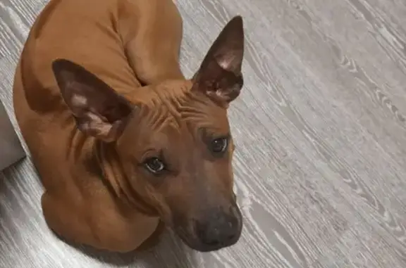 Пропала собака в Краснодаре: тайский риджбек, вознаграждение!