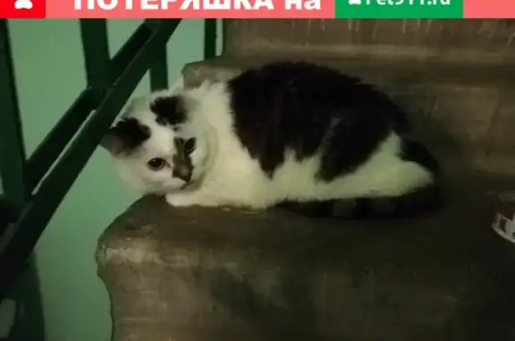Найдена кошка в Мытищах на Олимпийском пр-те