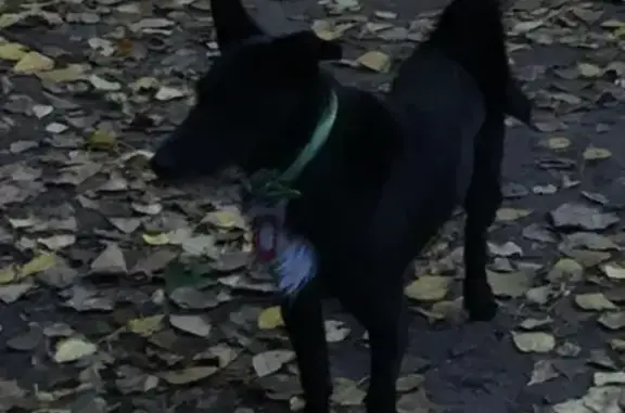 Пропала собака Дёма на Окружной улице