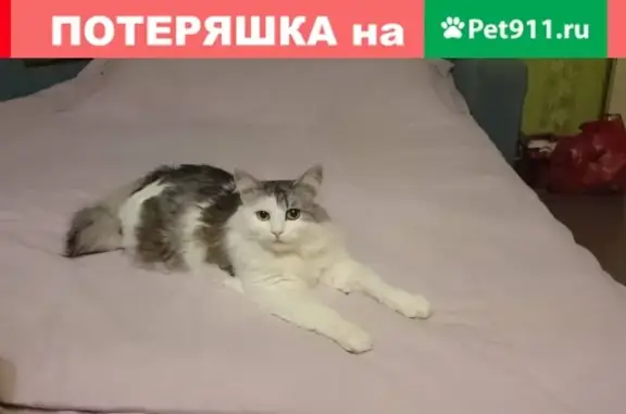 Кошки потеряшки, , фото: Потеряшка кошка на Заводской улице, дом 3 в Кохме