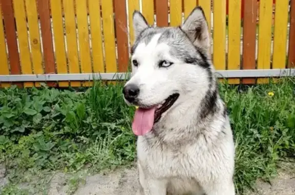 Найдена собака возле ЖК в Ленинском районе, Новосибирск