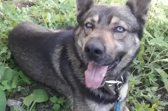 Найдена ручная собака в Ясенево, Москва - ищем хозяев!